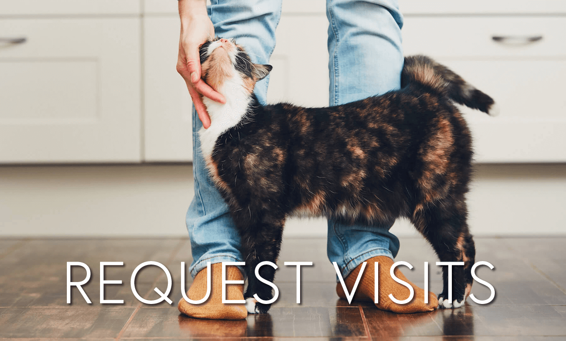 Request pet therapy visits