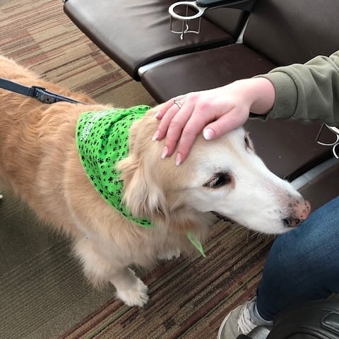 A pet therapy dog wearing a green bandana and being petted.